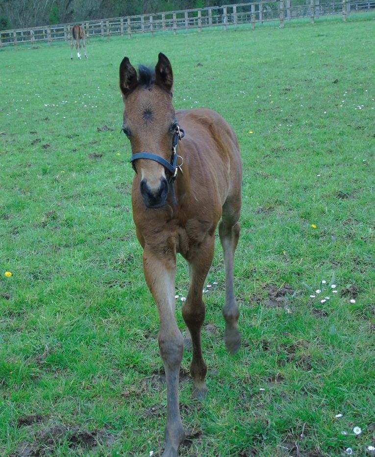 2024 colt by Harry Angel